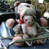 03.10.2003 Niederrhein