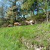 Mai 2016 Schwarzwald