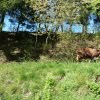 Mai 2016 Schwarzwald